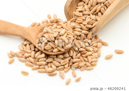 スペルト小麦(ファッロ): Spelt (Farro) スペルト小麦(ファッロ): Spelt (Farro) 46200241