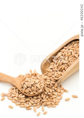 スペルト小麦(ファッロ): Spelt (Farro) スペルト小麦(ファッロ): Spelt (Farro) 46200242