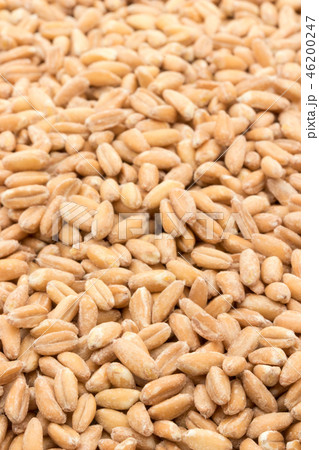 スペルト小麦（ファッロ）: Spelt (Farro) 46200247