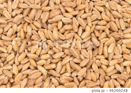 スペルト小麦（ファッロ）: Spelt (Farro) 46200248