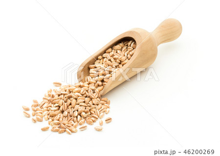 有機栽培のスペルト小麦（ファッロ）: Organic Spelt (Farro) 46200269