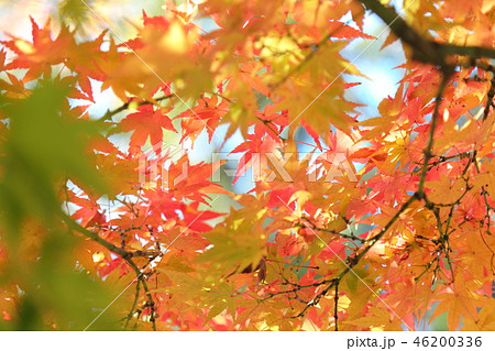 徳川園 紅葉の写真素材