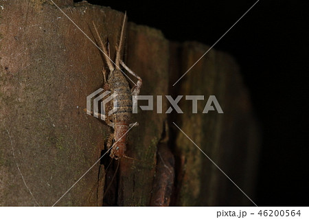 生き物 昆虫 カネタタキ、メスです。成虫ですがメスには翅がありません 生き物 昆虫 カネタタキ、メスです。成虫ですがメスには翅がありません 46200564