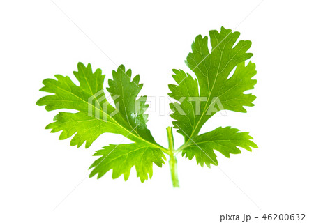 Fresh green parsley 46200632
