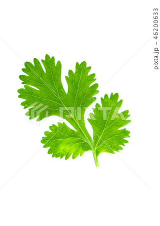 Parsley herb isolated 46200633