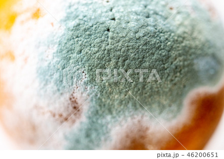 Green mold on orange Green mold on orange 46200651