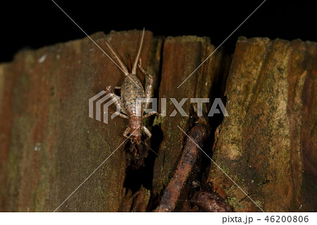生き物　昆虫　カネタタキ（メス）、最も遅くまで活動する『鳴く虫』。十二月でも姿が見られるようです 46200806