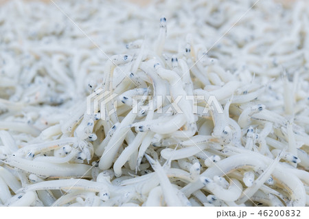 しらす　釜揚げシラス 46200832