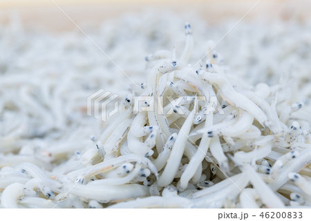 しらす　釜揚げシラス 46200833