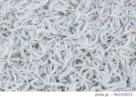 しらす　釜揚げシラス 46200835