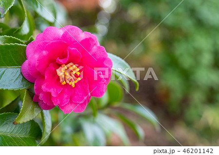 椿 ツバキ つばき 冬の花 椿 ツバキ つばき 冬の花 46201142