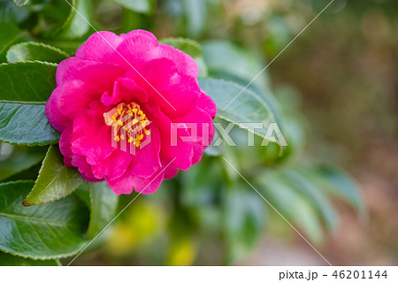 椿 ツバキ つばき 冬の花 椿 ツバキ つばき 冬の花 46201144