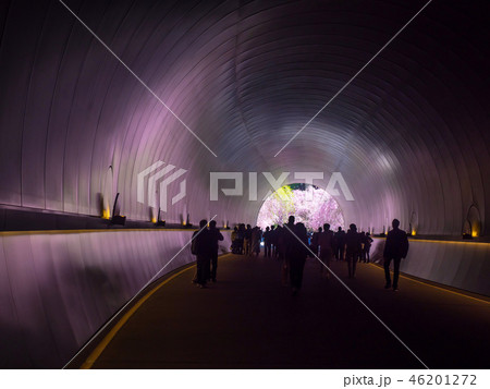 Sakura in the tunnel of Miho Museum - Stock Photo [76386128] - PIXTA