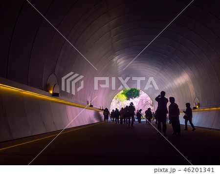 ミホミュージアムのトンネルと桜 ミホミュージアムのトンネルと桜 46201341