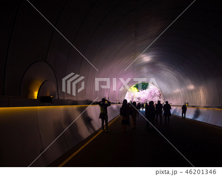 ミホミュージアムのトンネルと桜 46201346