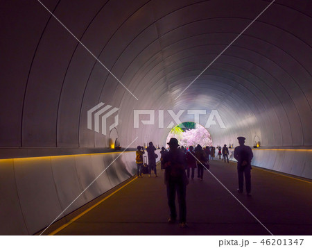 ミホミュージアムのトンネルと桜 46201347