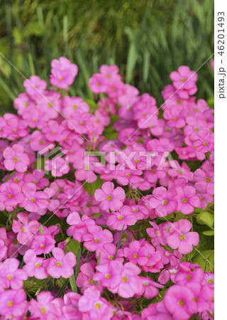 オキザリスの花 46201493