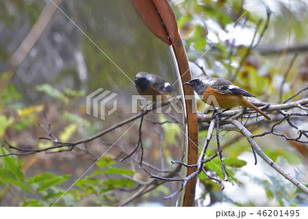 【ジョウビタキのオス】道路のカーブミラーと野鳥 【晩秋】 【ジョウビタキのオス】道路のカーブミラーと野鳥 【晩秋】 46201495