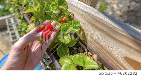 Hand holding strawberries on an aquaponics farm Hand holding strawberries on an aquaponics farm 46202282