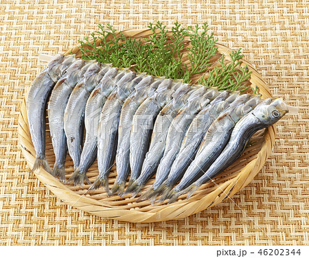 真いわしの干物 真いわしの干物 46202344