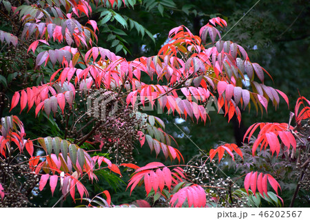 ハゼノキの紅葉と果実 46202567
