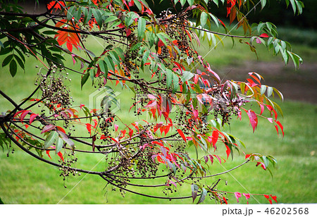 ハゼノキの紅葉と果実 ハゼノキの紅葉と果実 46202568