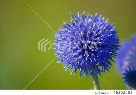 ヒゴタイ 46202582