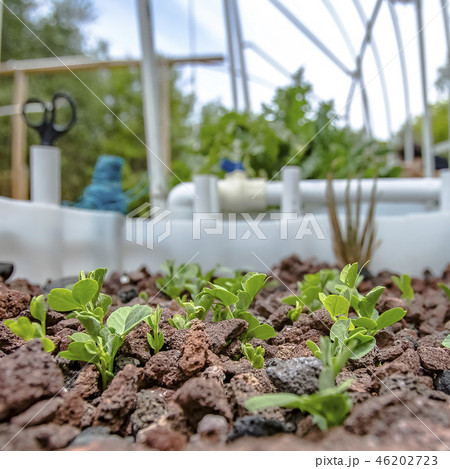 Aquaponics used to grow vegetables on lava rocks 46202723