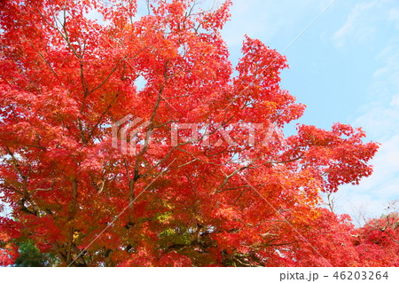 奈良の秋 鮮やか紅葉 奈良の秋 鮮やか紅葉 46203264