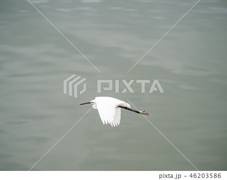 White heron in flight White heron in flight 46203586