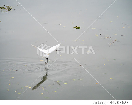 White heron in flight 46203623
