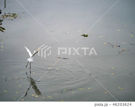 White heron in flight White heron in flight 46203624