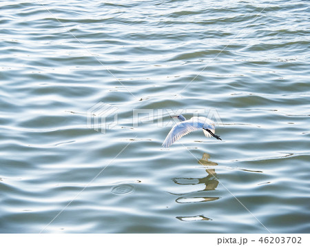 White heron in flight White heron in flight 46203702