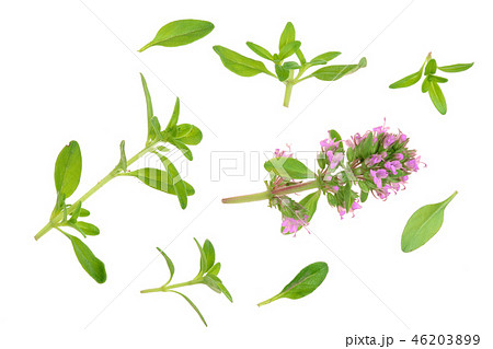 Fresh thyme spice isolated on white background Fresh thyme spice isolated on white background 46203899