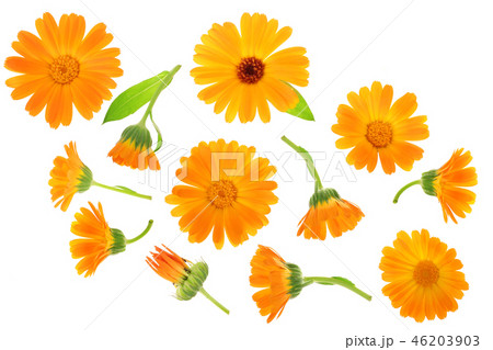 Calendula. Marigold flower isolated on white background. Top view. Flat lay pattern 46203903