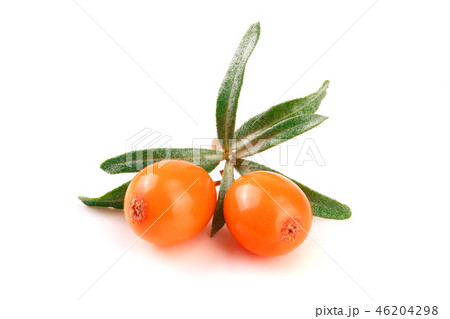 Sea buckthorn. Fresh ripe berry with leaves isolated on white background macro 46204298