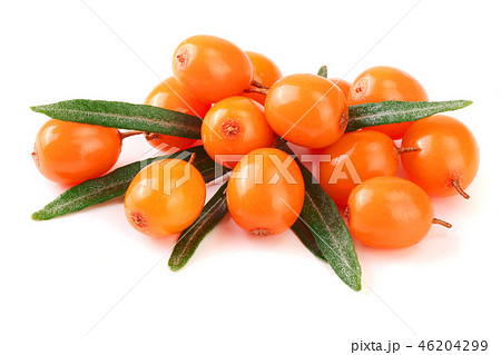 Sea buckthorn. Fresh ripe berry with leaves isolated on white background macro 46204299