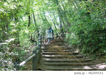 高尾山　登山道　初夏の稲荷山コース 46204541