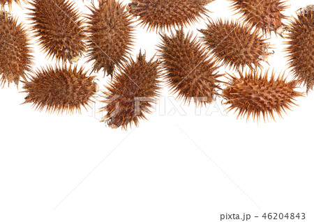 dry Xanthium strumarium isolated on white background has medicinal properties with copy space for dry Xanthium strumarium isolated on white background has medicinal properties with copy space for 46204843