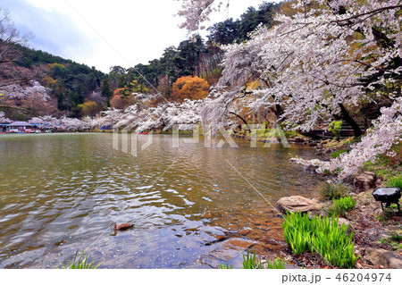 桜満開の須坂市の臥竜公園 46204974