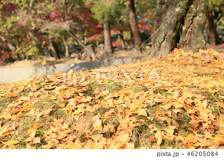 奈良の秋 イチョウ落葉 奈良の秋 イチョウ落葉 46205084