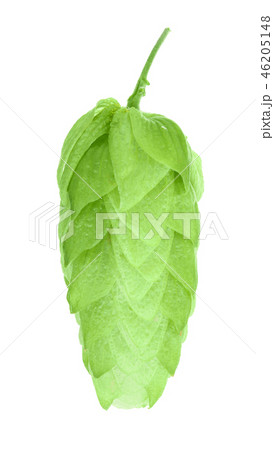 hop cones isolated on white background close-up 46205148