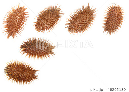 dry Xanthium strumarium isolated on white background has medicinal properties with copy space for 46205180
