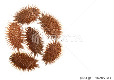 dry Xanthium strumarium isolated on white background has medicinal properties with copy space for 46205183