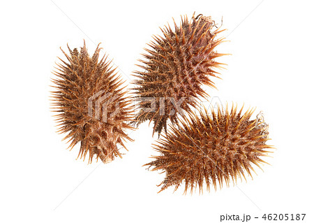 dry Xanthium strumarium isolated on white background has medicinal properties dry Xanthium strumarium isolated on white background has medicinal properties 46205187