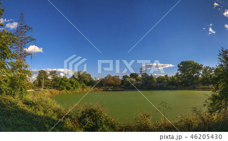 Old dirty pond covered with duckweed and mud 46205430