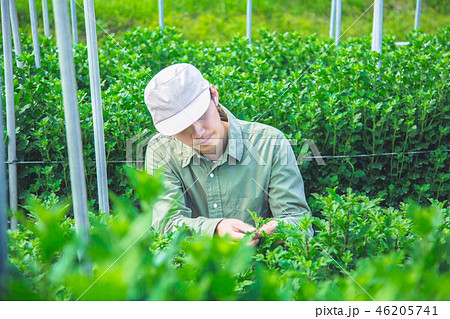 花卉栽培　農業　男性 46205741