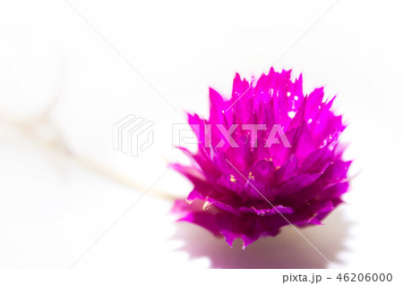 センニチコウ　ストロベリーフィールド 46206000