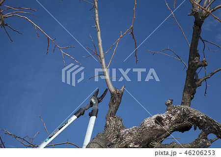 柿の木の剪定 46206253