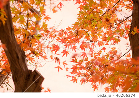 紅葉 紅葉 46206274